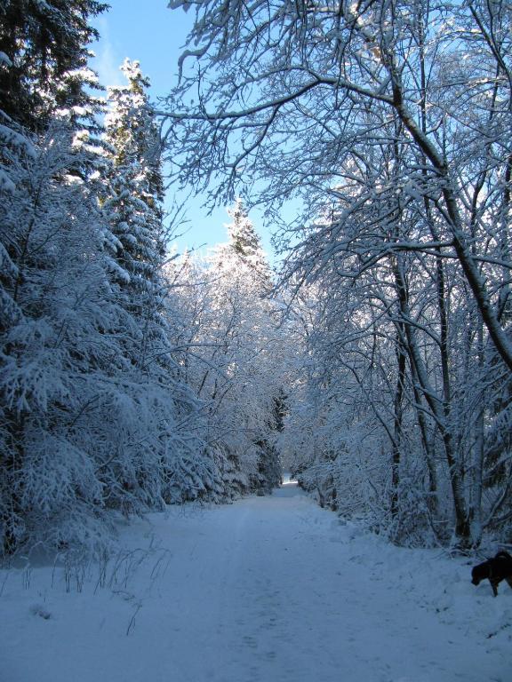 Hotel Kilian Braunlage Eksteriør bilde